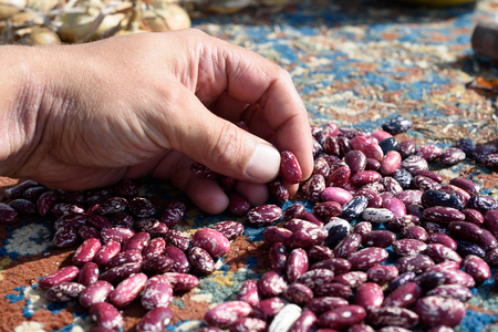 White male hand inspects runner bean seeds from a pile in natural sunlightの写真素材