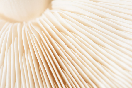 Closeup macro image if the gills underneath a white mushroom cap in a wave like formの写真素材