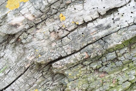 Aged wooden background with worm holes and vintage aging of a natural trunk in nature