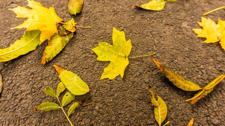 falling leaves in the park in early Octoberの写真素材