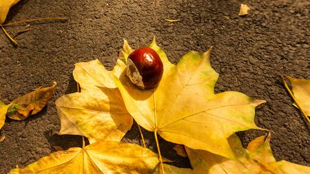 falling leaves in the park in early Octoberの写真素材