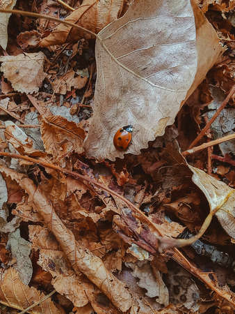 autumn 2020 ladybug on fallen leavesの写真素材