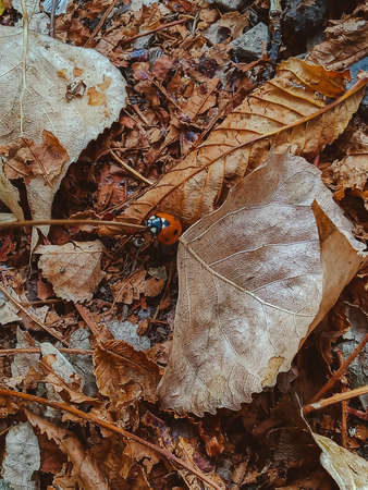 autumn 2020 ladybug on fallen leavesの写真素材