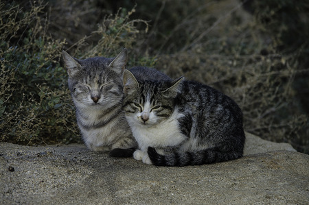 Cats restingの写真素材