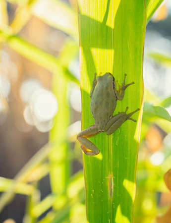 Green frog sitting on a stalk of corn in the morning sunlight.