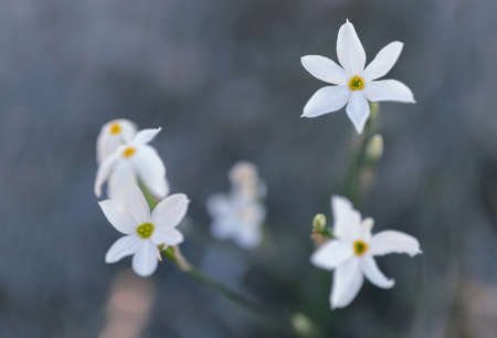 Narcissus flowers in macroの写真素材