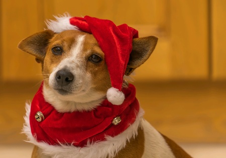 god with Xmas wear to celebrate Christmas.