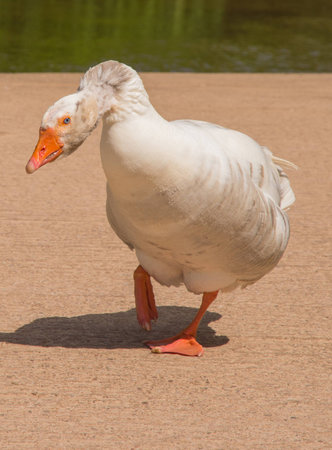 An angry goose threatening the viewer の写真素材