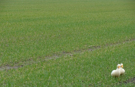 white duck walking on fresh grass field farmerの写真素材
