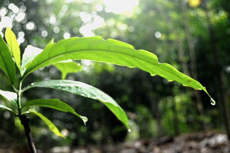 Morning atmosphere and dew drops on the tip of the coffee leaf.の写真素材