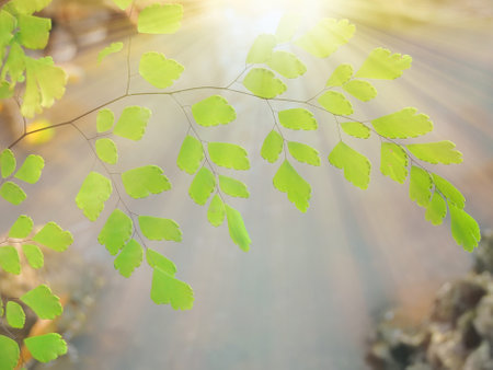 Tropical Rainforest Ambient Lightの写真素材