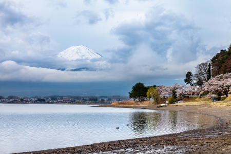 Beautiful scenery of mount Fuji and cherry blossoms in spring time, Japanの写真素材