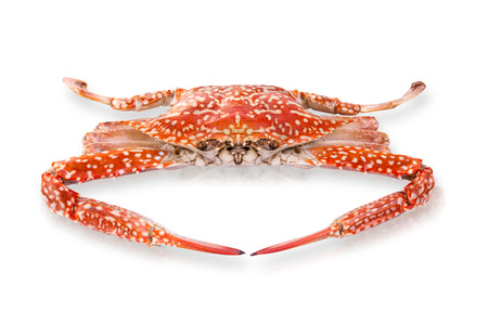 Crab in front view isolated on white backgroundの写真素材