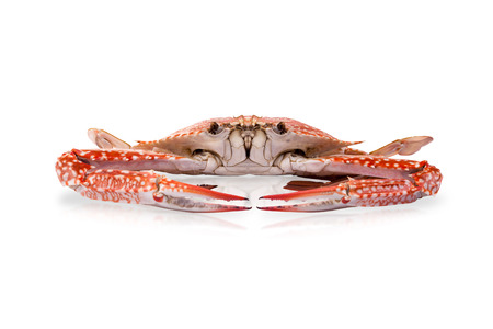 Crab in front view isolated on white backgroundの写真素材