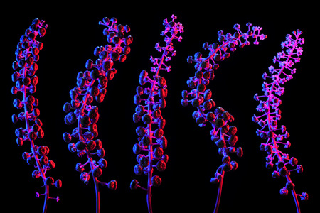 Five flowering seedpods from a pokeweed plant lit with red and blue lights の写真素材