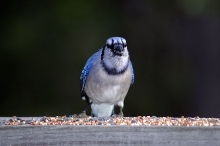 Blue Bird at the feederの写真素材