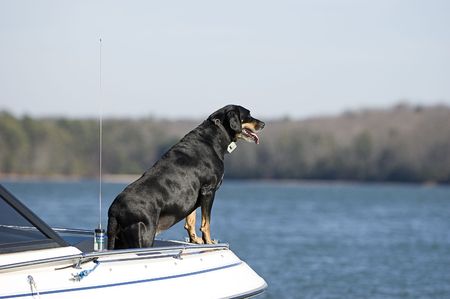 An older Dog on a boat for a rideの写真素材