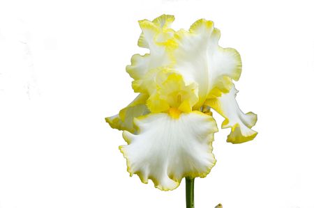 Lillyの写真素材