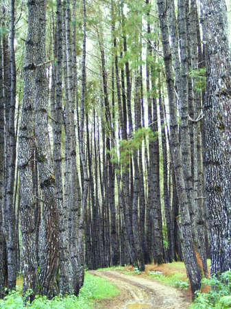 footpath in a pine forest