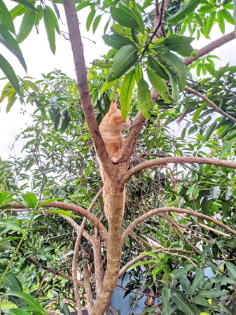 a pet cat is being released playing in the tree with pleasureの写真素材