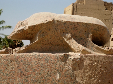 Sacred scarab beetle の写真素材