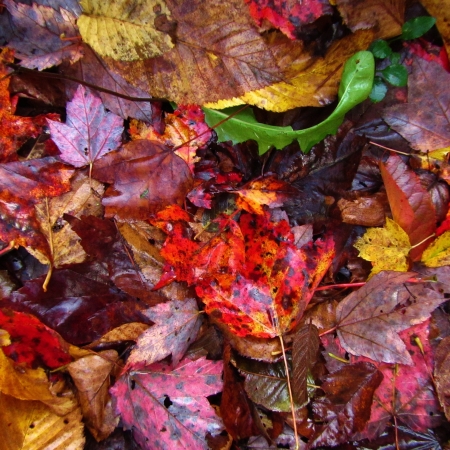 Fallen Autumn leaves 