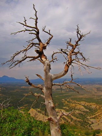 Lone tree overlooking desert valley