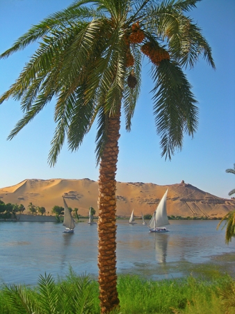 Egyptian Palm tree with Feluccas sailing on the Nile River with desert sand in the background