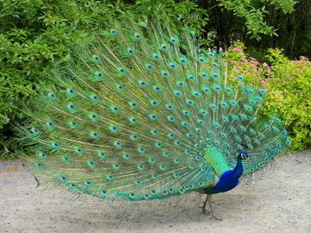 Beautiful Peacock