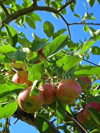 Apples on the tree