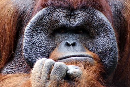 Orangutan with head resting on its arms.の写真素材