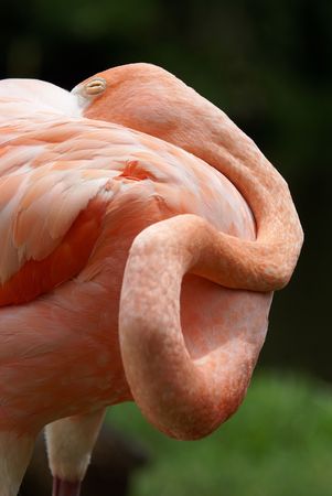 Flamingo asleep with neck curled and its head resting on its backの写真素材