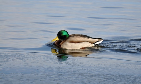 Male Mallard Duck