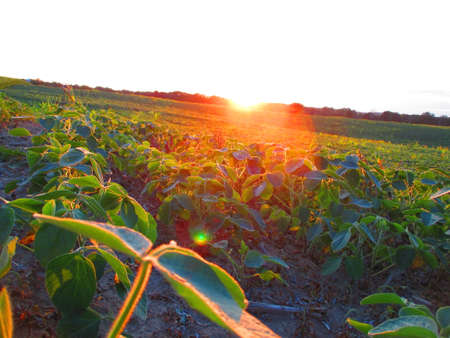 Beautiful Farmingの写真素材