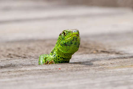 Lizardの写真素材
