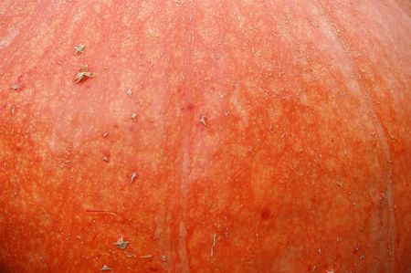 Pumpkin - autumn and halloween symbolの写真素材