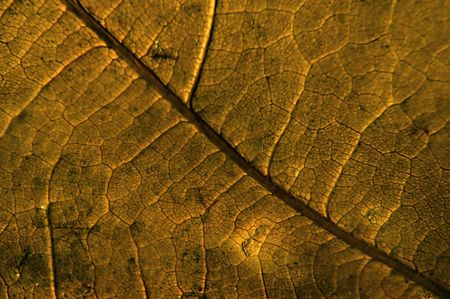 Leaf macroの写真素材