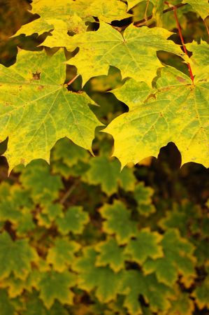 Autumn leavesの写真素材