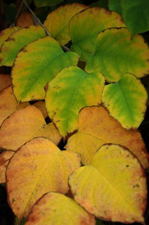 Autumn leavesの写真素材