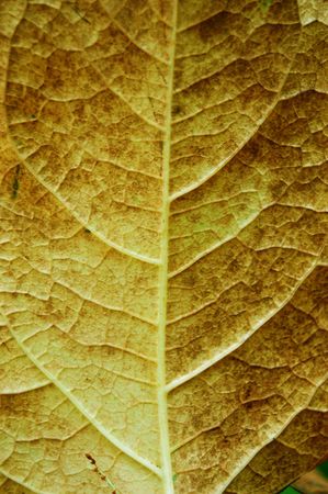 Autumn leaf macroの写真素材