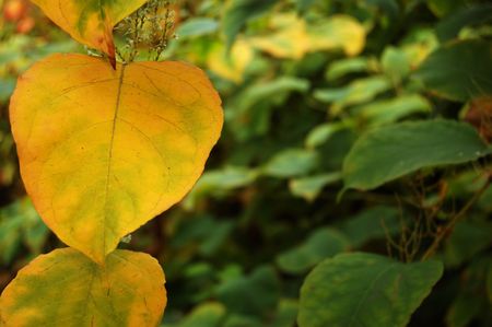 Autumn leavesの写真素材