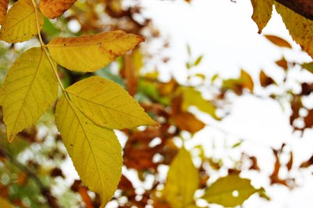 Autumn leavesの写真素材