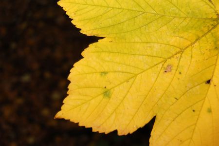 Autumn leafの写真素材