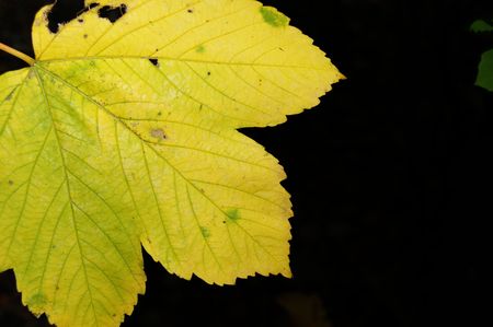 Autumn leafの写真素材