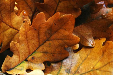 Autumn leavesの写真素材
