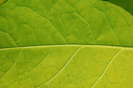 leaf macroの写真素材