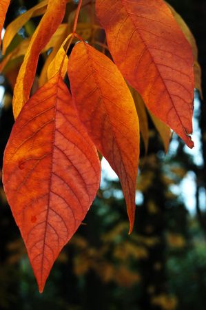 Autumn leavesの写真素材