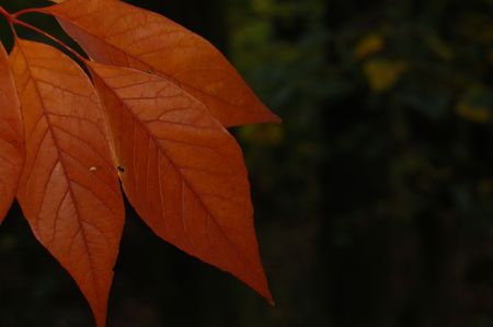 Autumn leavesの写真素材