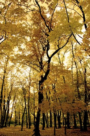 Beautiful autumn trees. More autumn photos in my portfolio