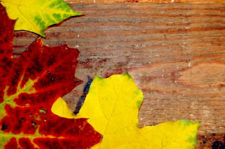 Fall leaves on wood. More autumn photos in my portfolio